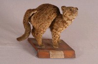 石虎藏品圖，第3張
